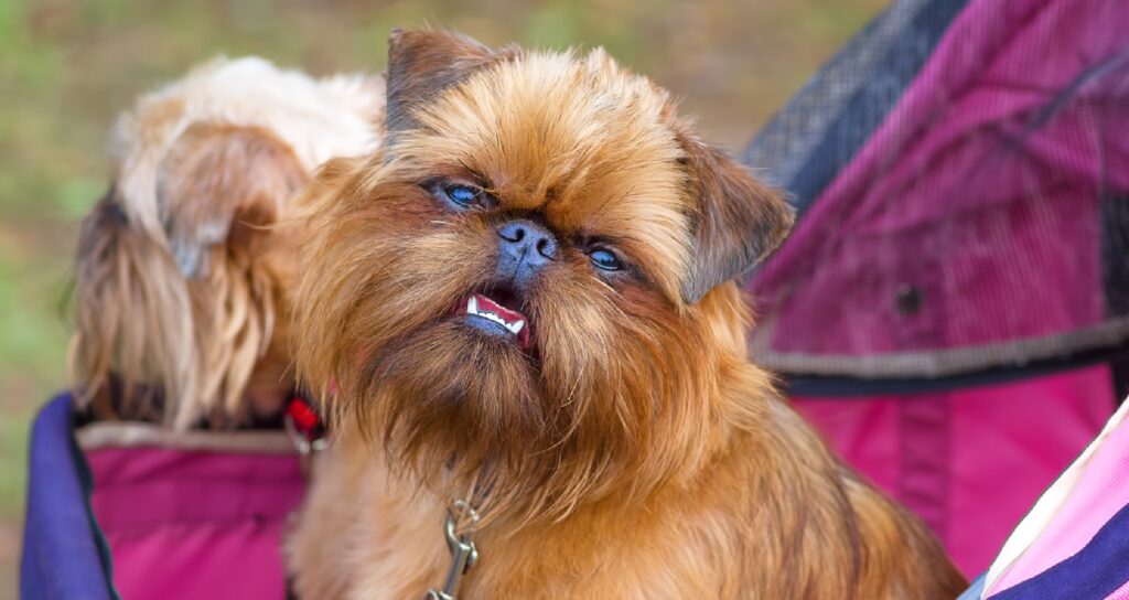 Hundebuggy für zwei Hunde