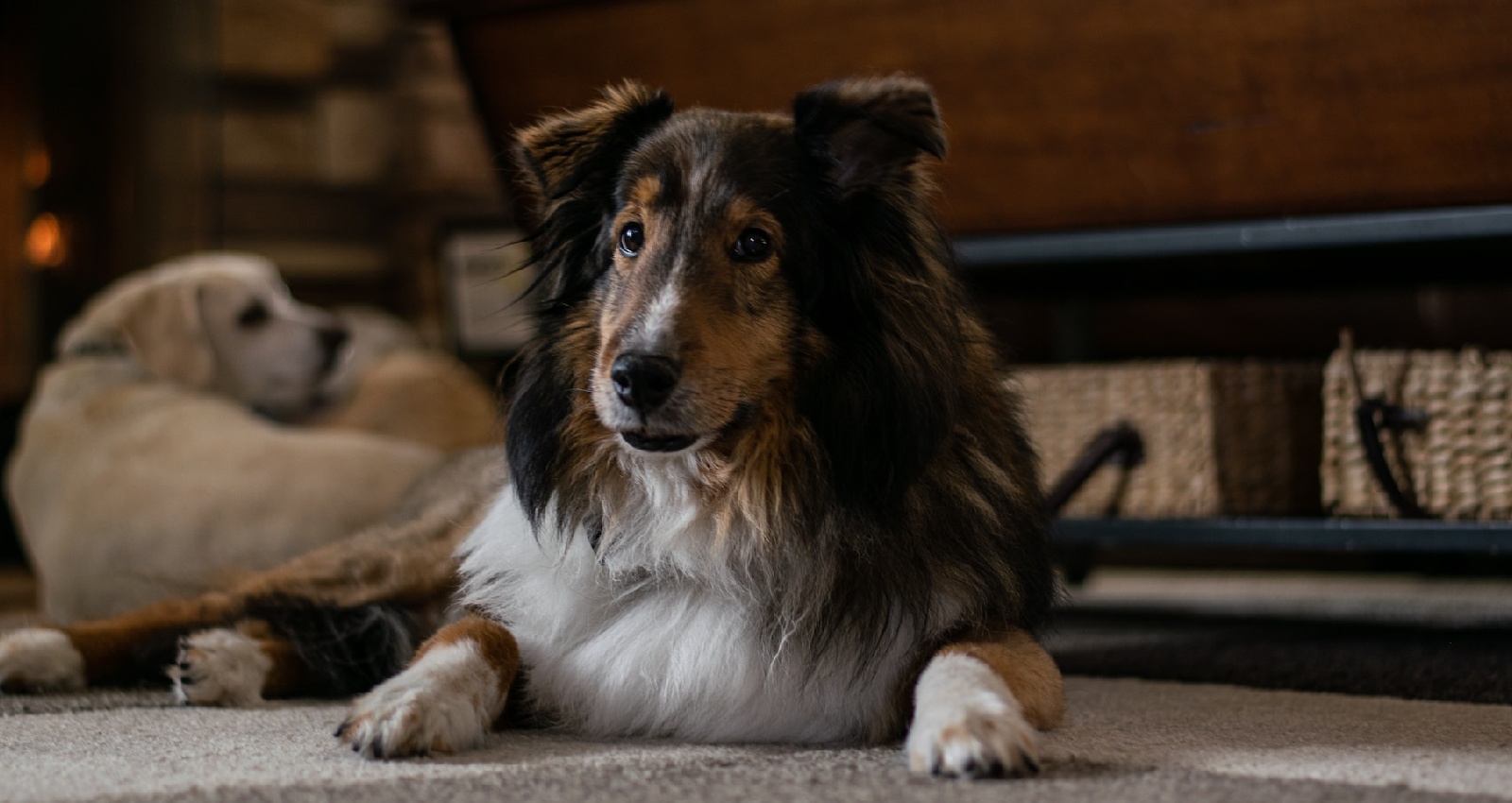 Hundewagen für große Hunde