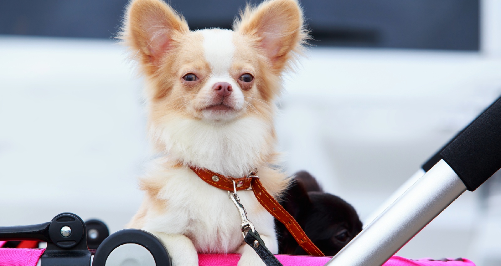 Bollerwagen für Hunde