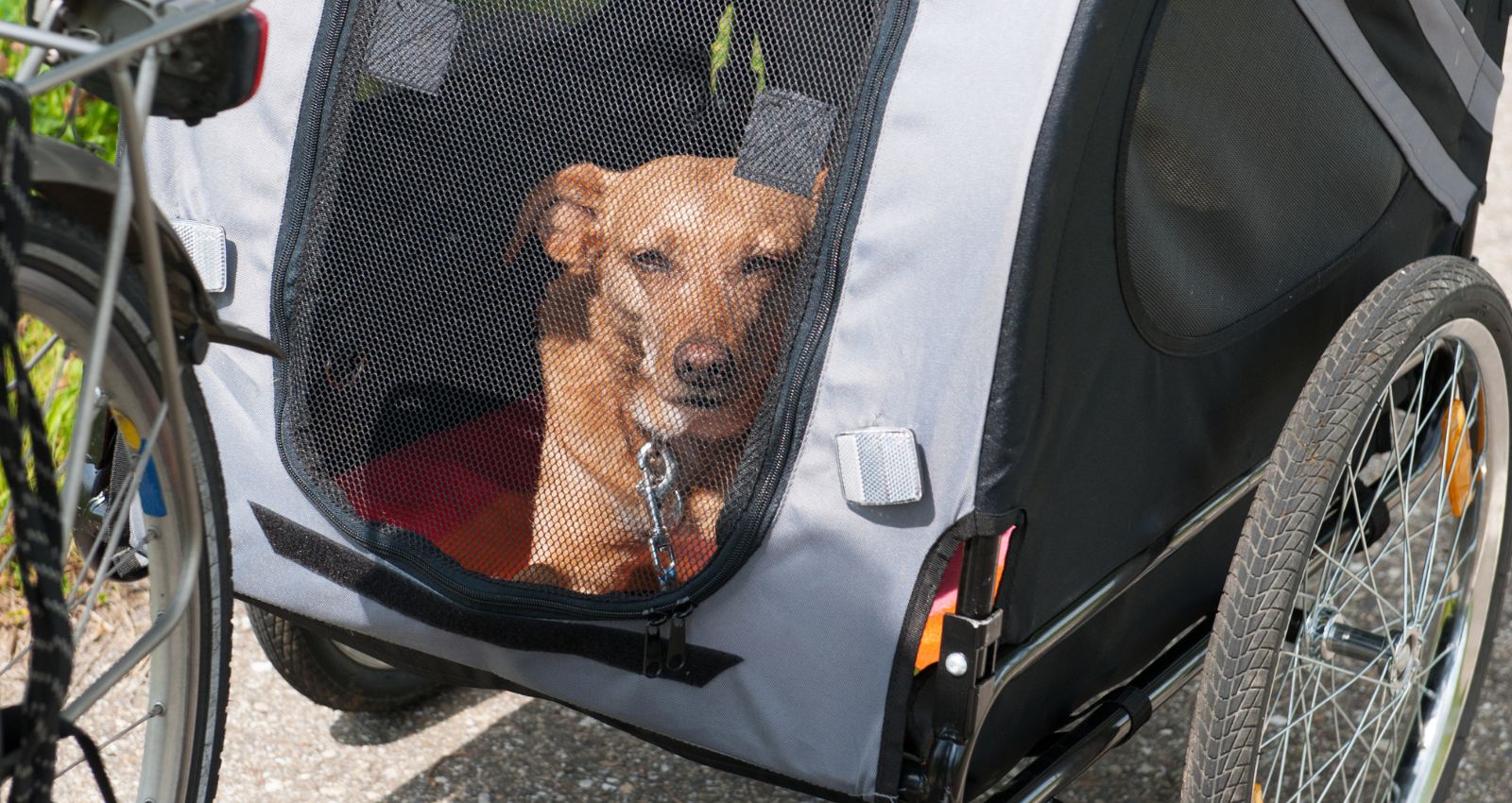 Fahrradanhänger für Hunde bis 30 kg