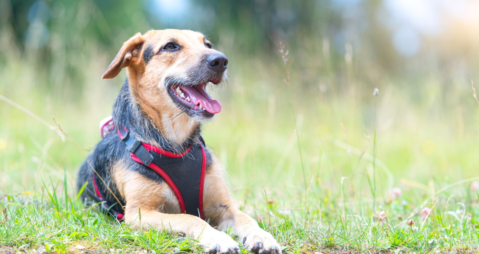 Hundebuggy für mittelgroße Hunde