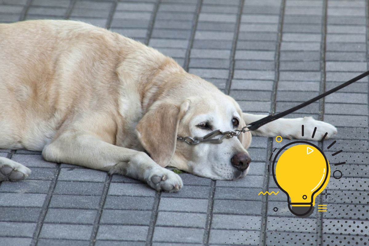 Hund Erschöpfung Symptome