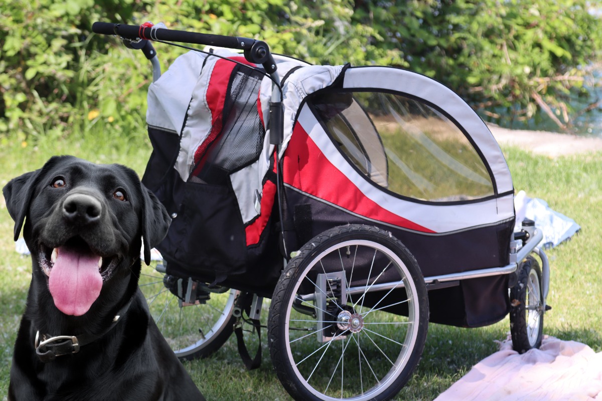 Hundebuggy mit Luftreifen für große Hunde
