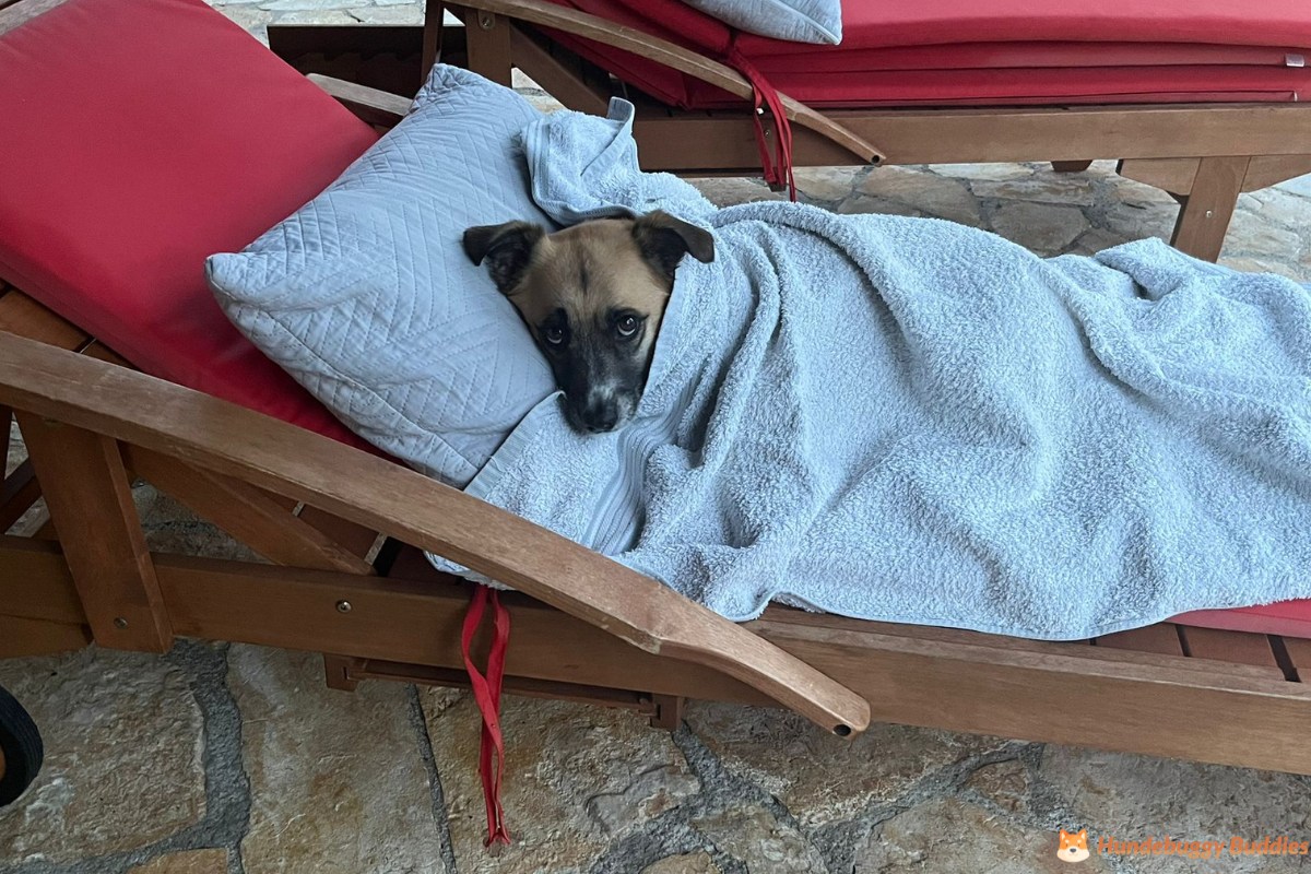 Hund Ferienhaus