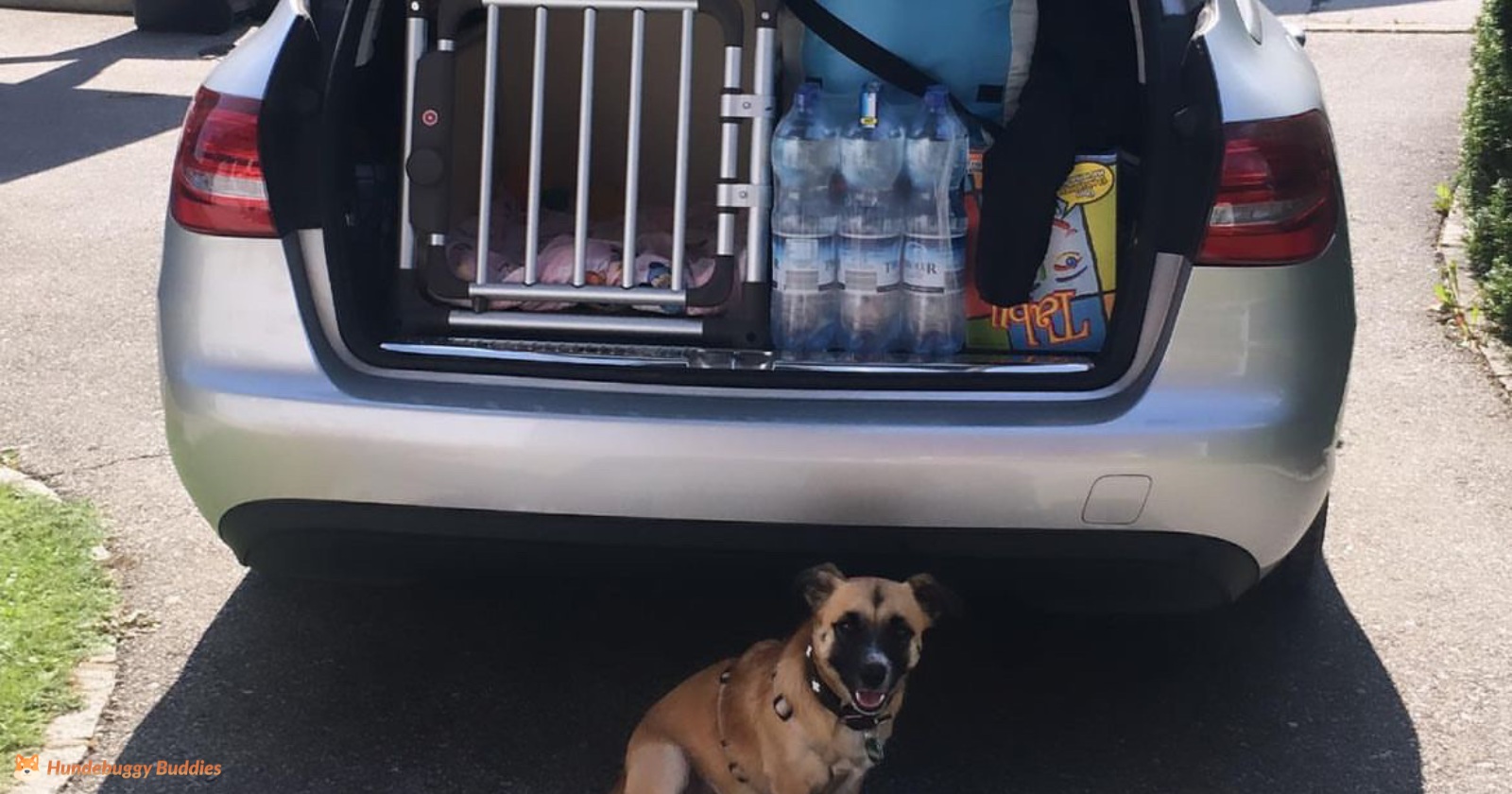 Hundetransportbox