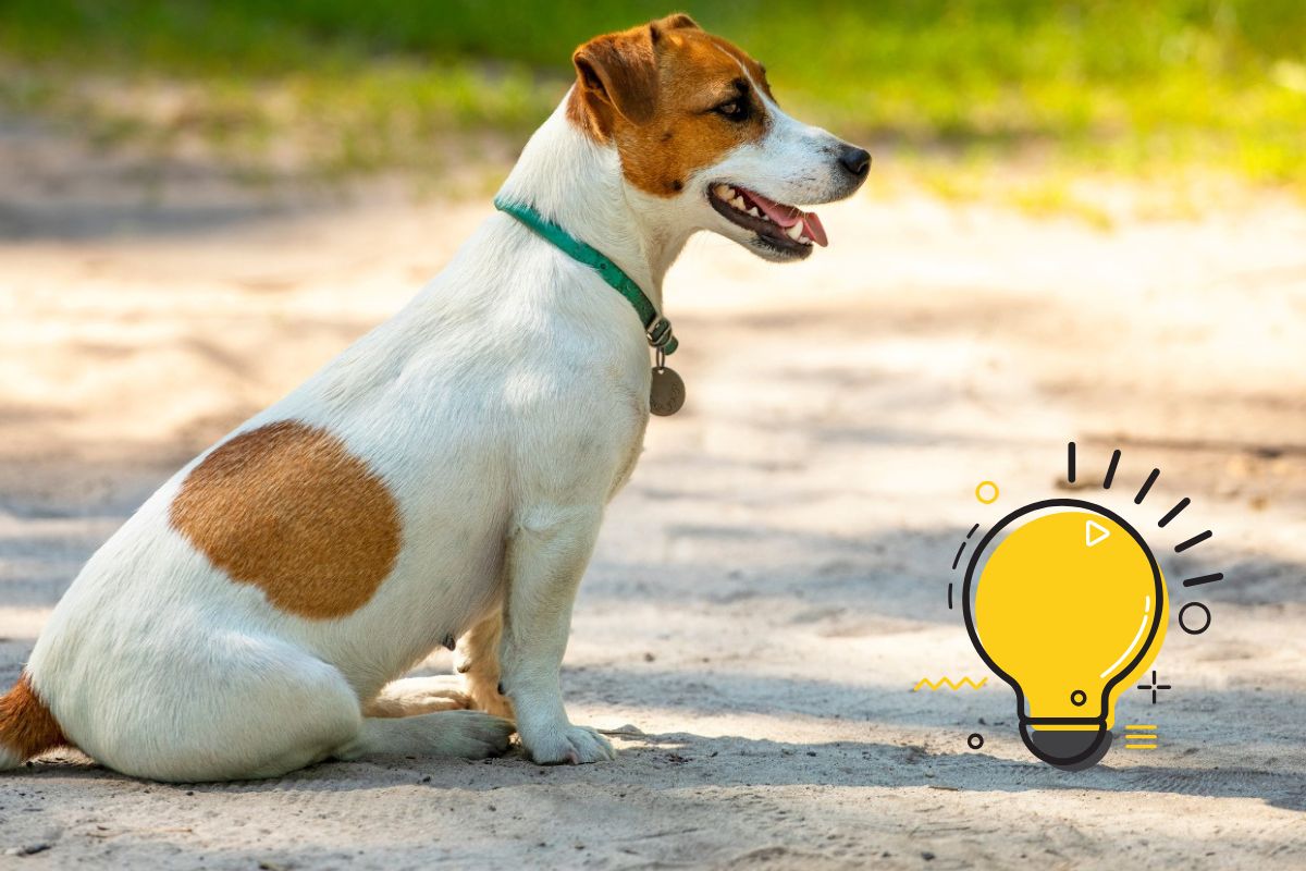 Hund bleibt stehen geht nicht weiter